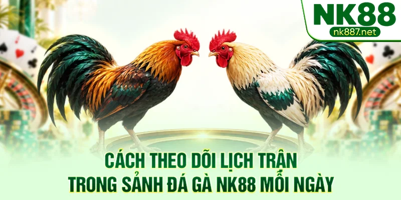 Cách theo dõi lịch trận trong sảnh đá gà NK88 mỗi ngày